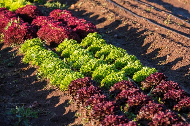 lettuce in a field