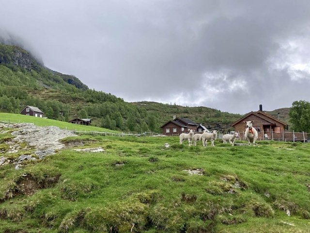 Sheep