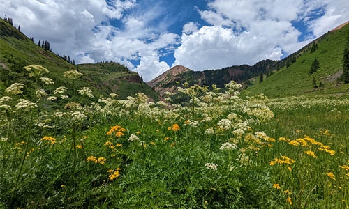 crested butte wildflower thumbnail