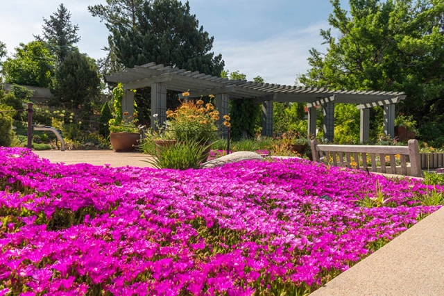 Ice plants