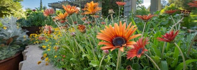 Summer morning