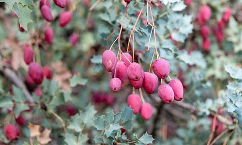 Berberis-fremontii thumbnail