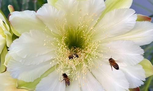 Cereus peruvianus thumbnail