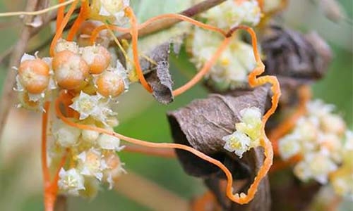 cuscuta thumbnail