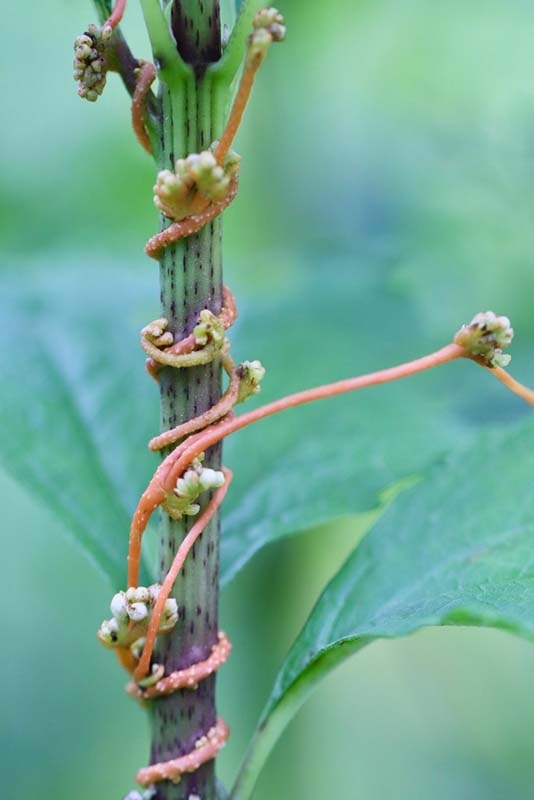 dodders cuscuta