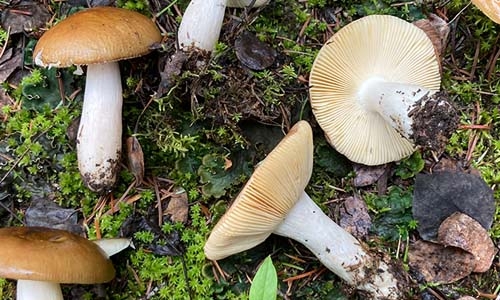 Russula avellaneiceps thumbnail