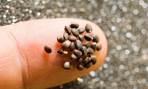 seeds on finger