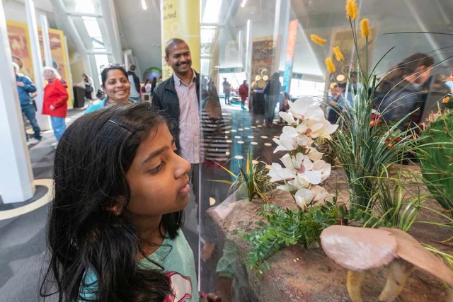 Family in the Science Pyramid. The child is looking at a flower in a display case. Family in the Science Pyramid. The child is looking at a flower in a display case.