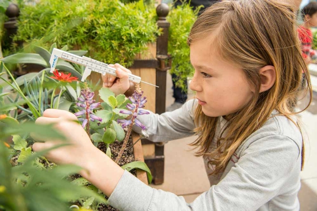 Child measuring the blossom of a plant. Child measuring the blossom of a plant.