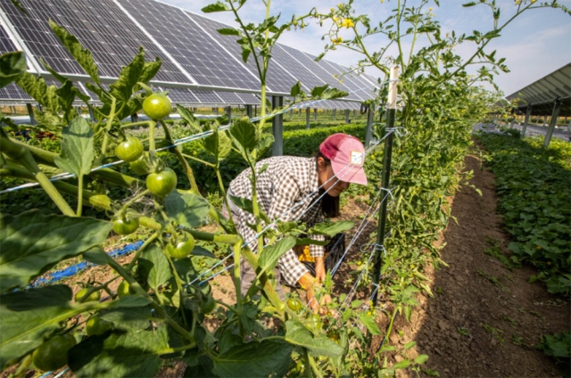 Agrivoltaics tomato plant