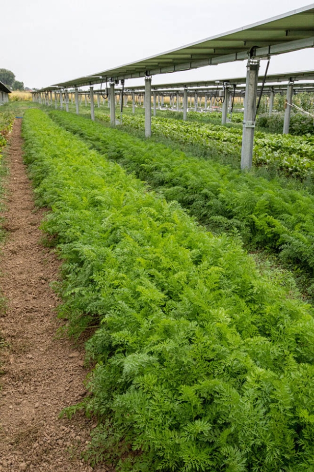 Agrivoltaics
