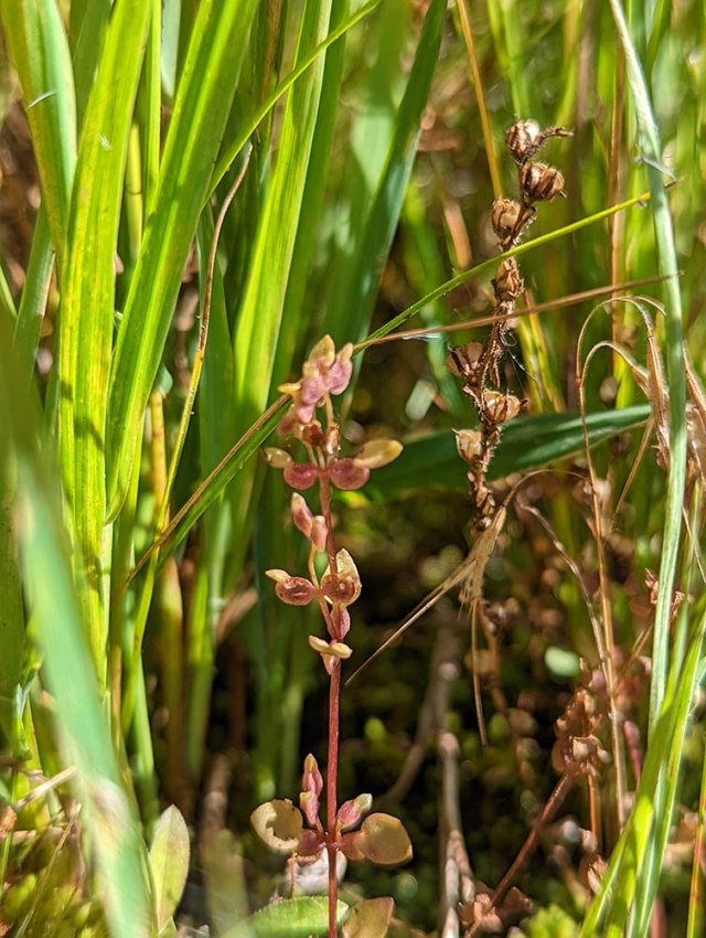 Erythranthe gemmae