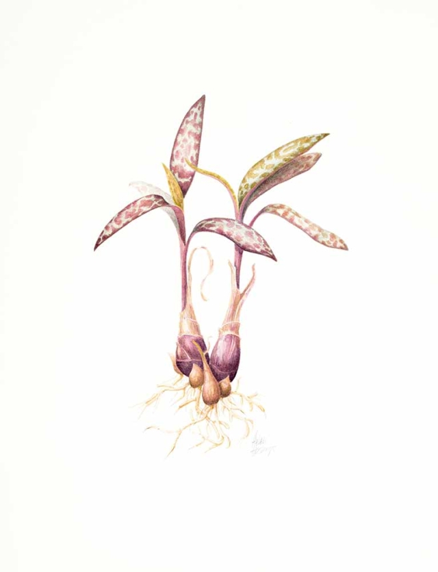 Helen Hastings, “Ledebouria socialis” (Silver squill), watercolor, 2019. Helen Hastings, “Ledebouria socialis” (Silver squill), watercolor, 2019.