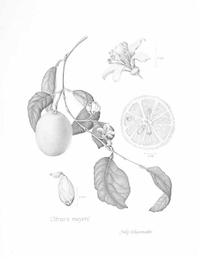 Judy Schoonmaker, “Citrus x meyeri” (Meyer's Lemon), Graphite on Strathmore 400 Bristol Vellum, 2021. Judy Schoonmaker, “Citrus x meyeri” (Meyer's Lemon), Graphite on Strathmore 400 Bristol Vellum, 2021.