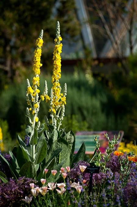 mullein
