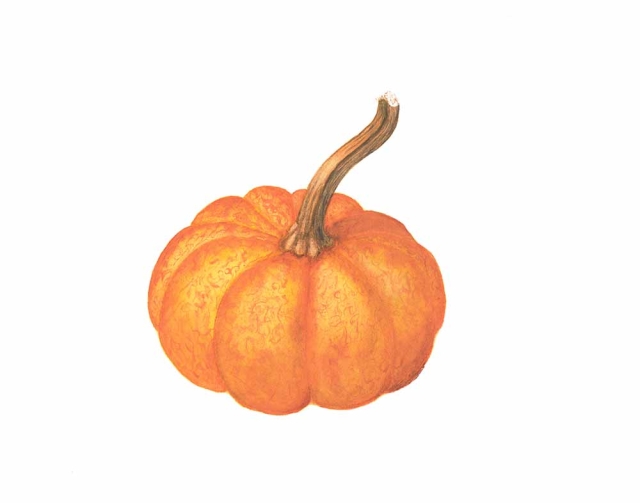 Roxie Marshall, “Cucurbita pepo” (Field Pumpkin), watercolor, 2018. Roxie Marshall, “Cucurbita pepo” (Field Pumpkin), watercolor, 2018.