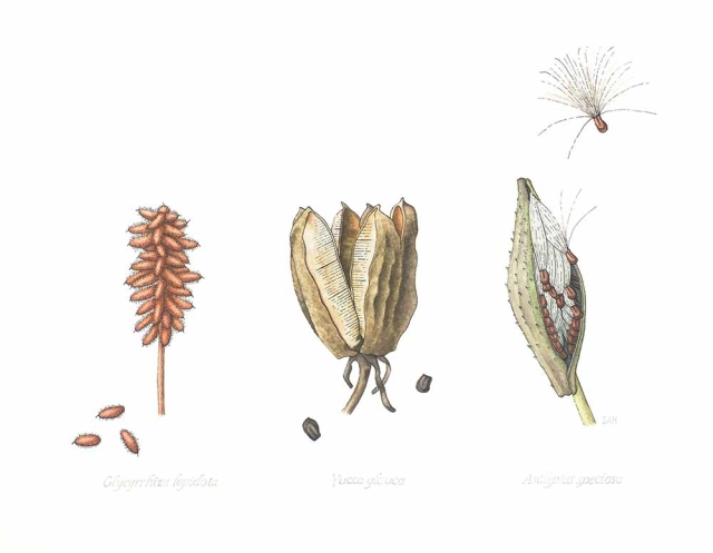 Sara Handy, “Glycyrrhiza lepidota,” “Yucca glauca,” “Asclepias speciosa” (Licorices, Yucca and Milkweed), watercolor, 2021-2022. Sara Handy, “Glycyrrhiza lepidota,” “Yucca glauca,” “Asclepias speciosa” (Licorices, Yucca and Milkweed), watercolor, 2021-2022.