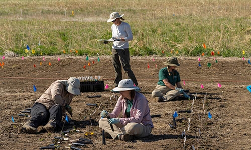 planting seedlings thumbnail