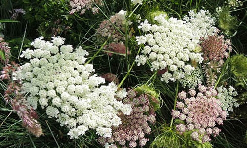 queen anne's lace thumbnail