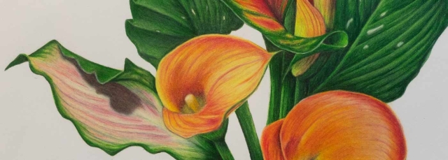 Laura Quann, “Calla Lily,” colored pencil, 2022.