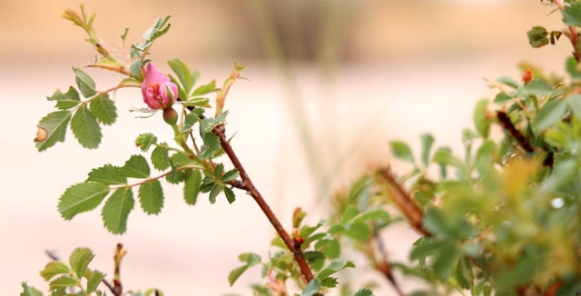 Amache Rose