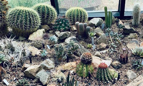 cactus house thumbnail