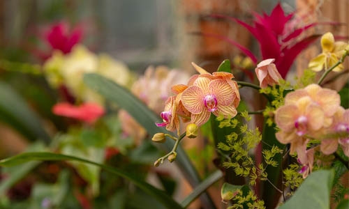 orchid showcase thumbnail