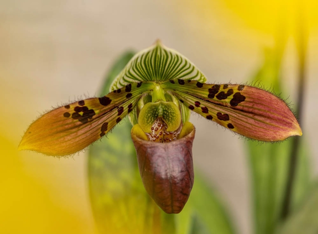 single orchid