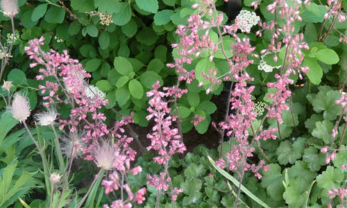 Heuchera pulchella thumbnail