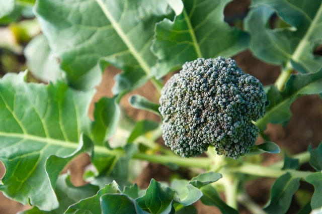 broccoli