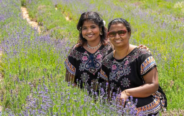 Lavender Festival