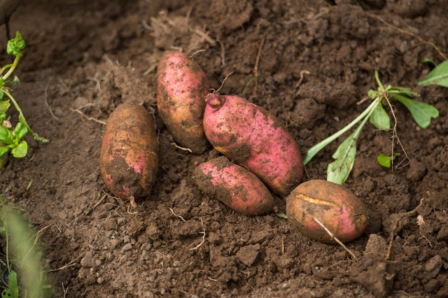 potatoes
