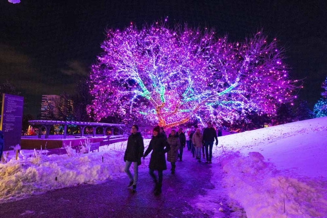 Blossoms of Light Blossoms of Light