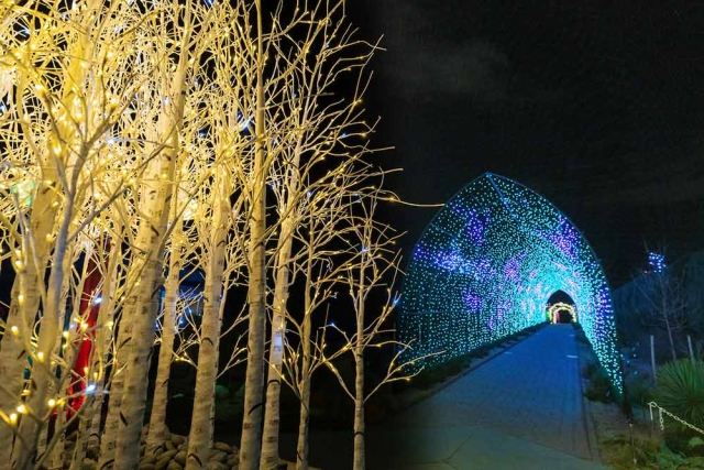 Blossoms of Light Blossoms of Light