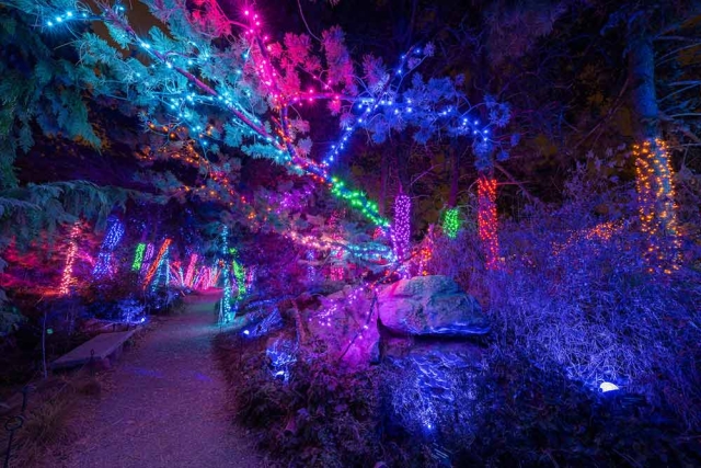 Blossoms of Light Blossoms of Light