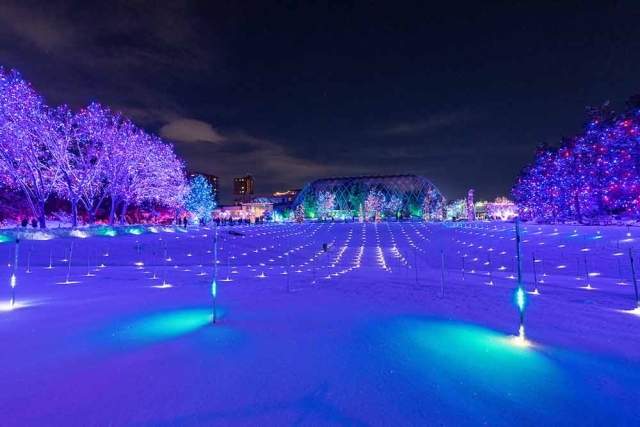 Blossoms of Light Blossoms of Light