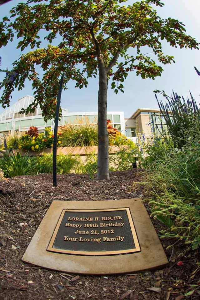 Established tree dedication Established tree dedication