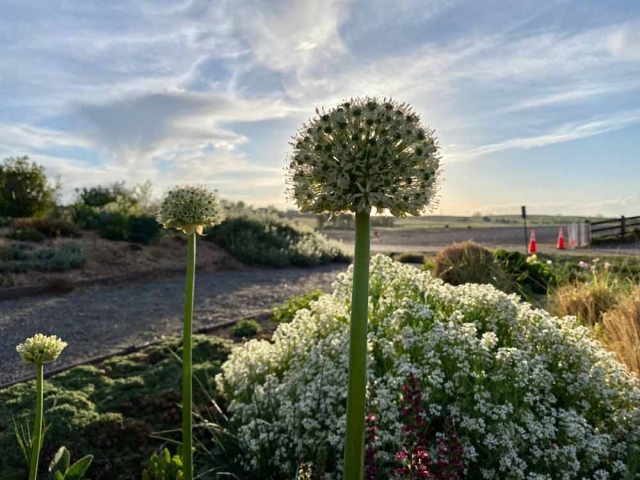 Allium ‘White Giant’, Ornamental Onion, Plant Select Garden Allium ‘White Giant’, Ornamental Onion, Plant Select Garden