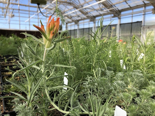 Castilleja integra blooming