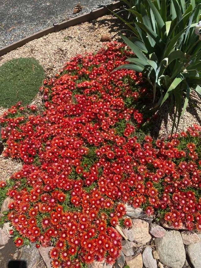 Delosperma ‘Red Mountain Flame’, Ice Plant, Plant Select Garden Delosperma ‘Red Mountain Flame’, Ice Plant, Plant Select Garden