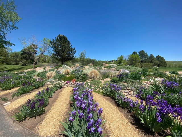Iris Collection, North Side, Iris Collection Garden Iris Collection, North Side, Iris Collection Garden