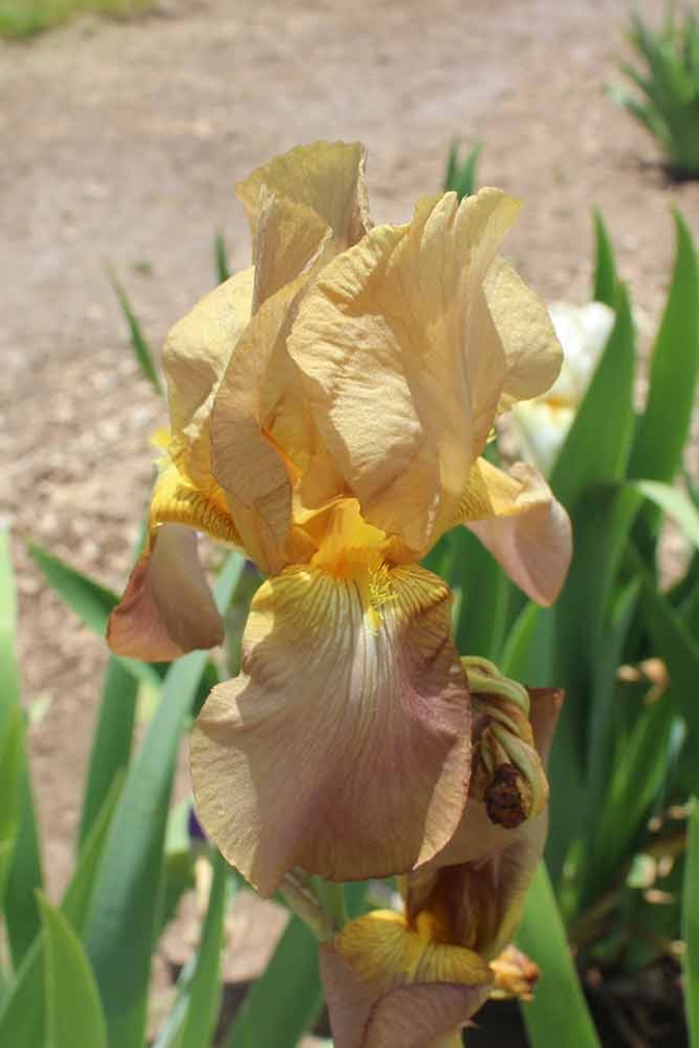 'Jean Cayeux’, Tall Bearded Iris, Iris Collection Garden ‘Jean Cayeux’, Tall Bearded Iris, Iris Collection Garden