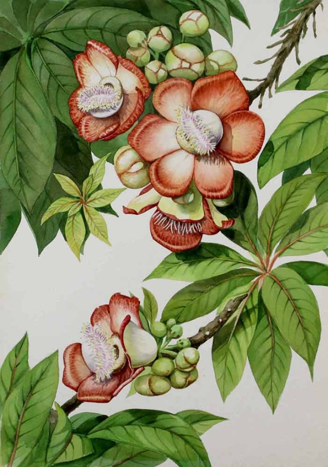 Manabu C. Saito, "Couroupita guianensis," watercolor, 1969. Manabu C. Saito, "Couroupita guianensis," watercolor, 1969.