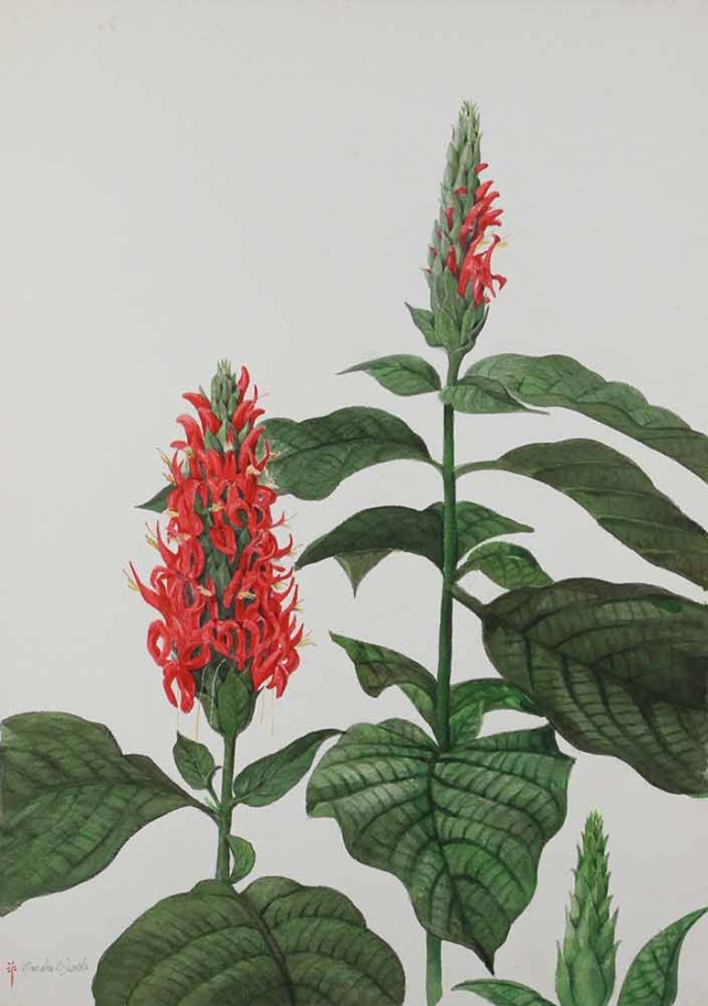 Manabu C. Saito, "Pachystachys coccinea," watercolor, 1969. Manabu C. Saito, "Pachystachys coccinea," watercolor, 1969.