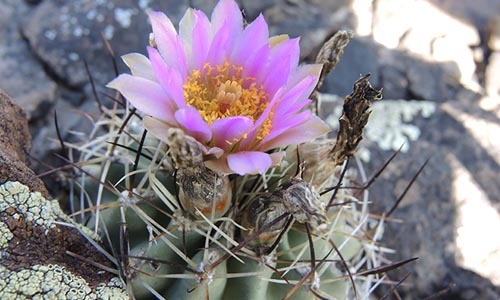 Sclerocactus glaucus thumbnail