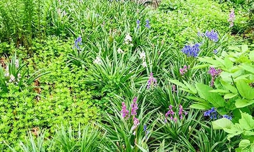 Sweet Woodruff Spanish Bluebells thumbnail