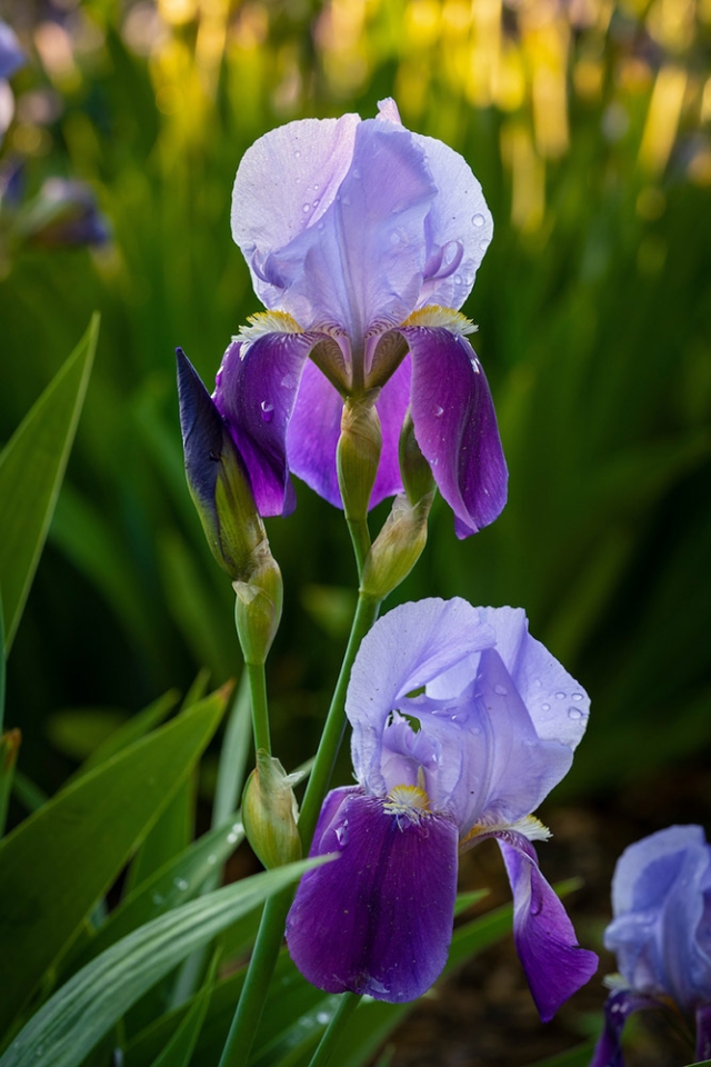 'Iris x germanica' or 'German iris', Tall Bearded Iris, Iris Collection Garden. Photo by Scott Dressel-Martin 'Iris x germanica' or 'German iris', Tall Bearded Iris, Iris Collection Garden. Photo by Scott Dressel-Martin
