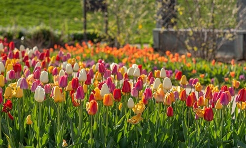 tulips thumbnail