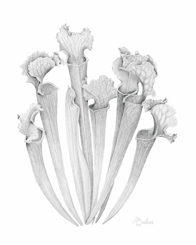 Ayelen Balivia, Pitcher Plant, graphite, 2022 Ayelen Balivia, Pitcher Plant, graphite, 2022