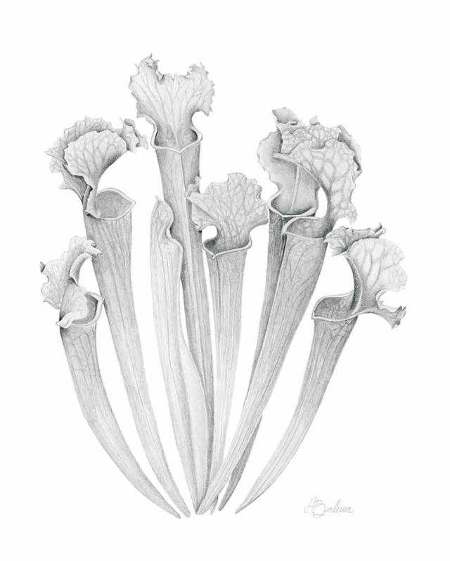 Ayelen Balivia, Pitcher Plant, graphite, 2022